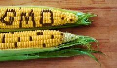 Czy GMO to zło?