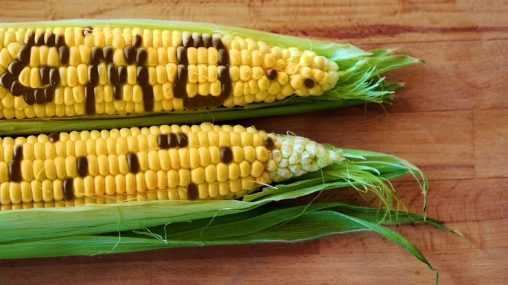 Czy GMO to zło?